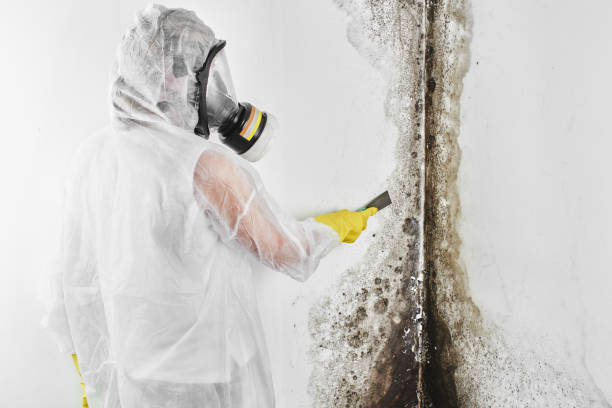 Mold Documentation for Insurance Claims in New Milford, NJ